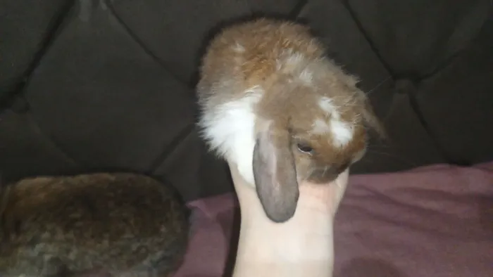 Coelho Mine Lop 