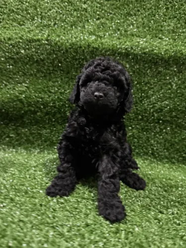 Poodle Toy Macho Black