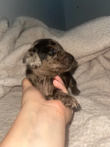 Filhotes de Dachshund Puro