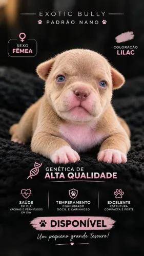 AMERICAN BULLY FÊMEA PADRÃO NANO<br>