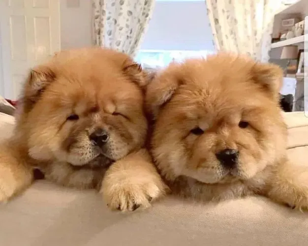 Filhotes De Chow Chow - Lambidas E Brincadeiras Garantidas Todos Os Dias