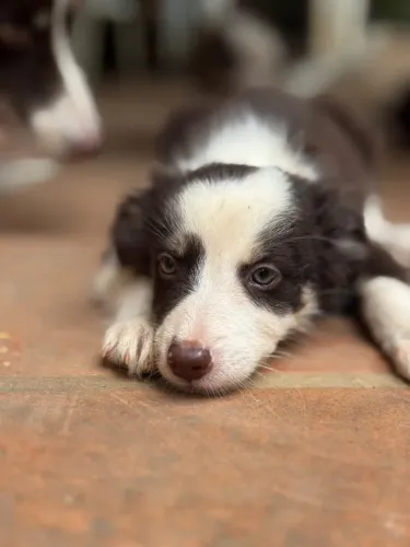 border collie marrom