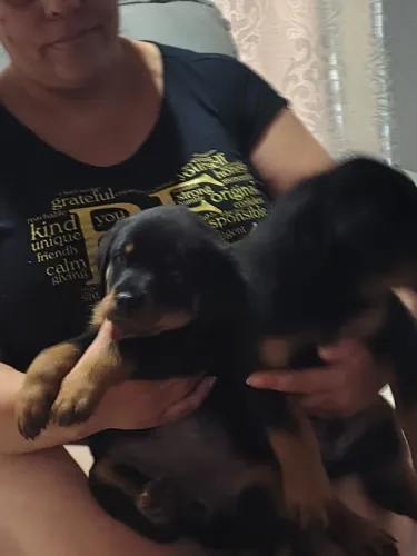 Cachorro rottweiler filhote