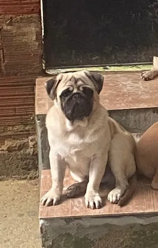Dog ? raça pug