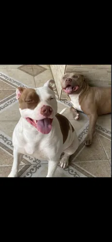 Filhote de pitbull macho 1 mês