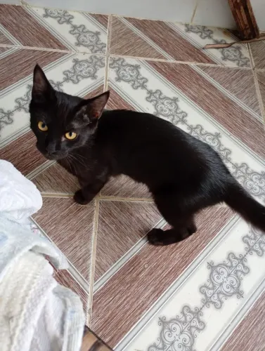 Gato Adoção.