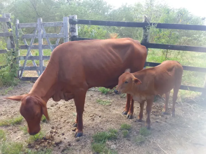 Vaca sinepol parida com bezerra