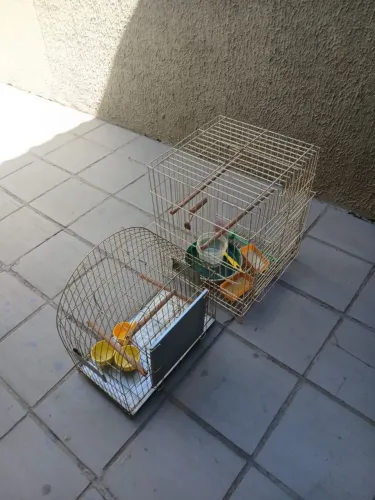 Vendo duas gaiolas de pássaros valor 100 reais as duas