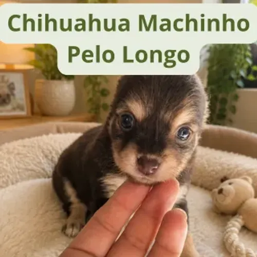 Filhote de Chihuahua Macho Pelo Longo