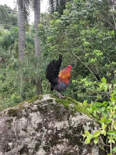 GALO GARNISÉ
