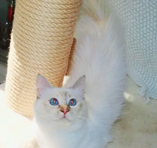 Gatinha Angorá Branquinha 5 meses Linda
