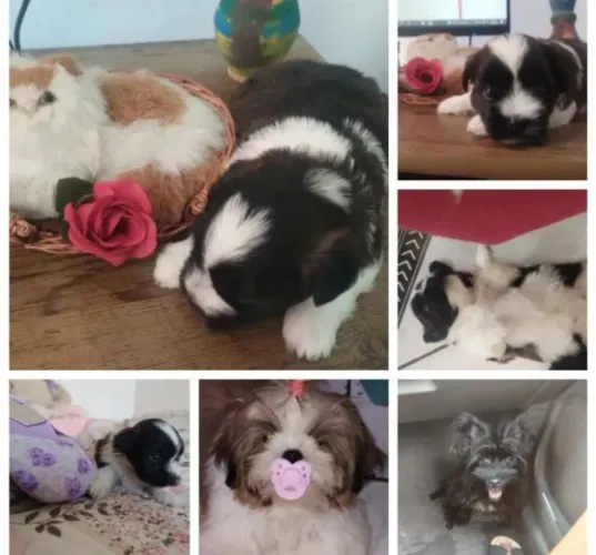 Cachorros shitzu com ilasa só 269