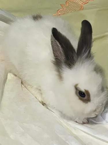 coelho Lionhead