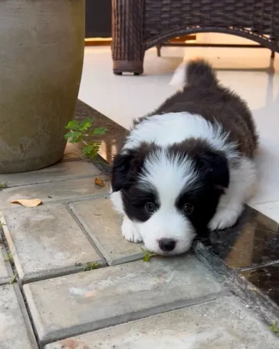 Vendo Filhote Macho da Raça Border Collie