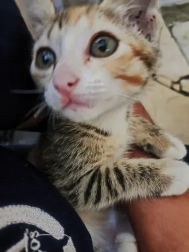 Gatinha filhote muito carinhosa