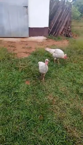 Lindo Sítio 1.200m2, Casa Boa, Dúplex, 3 QUARTOS, Zona Rural - Entre Rios de Minas - MG