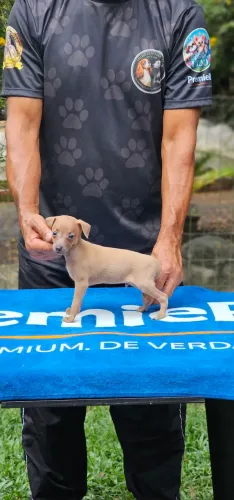 Galguinho Macho excelente linhagem