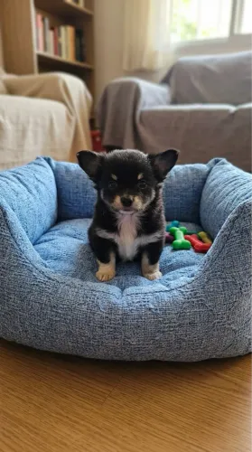 Chihuahua Mini - Seu Novo Melhor Amigo