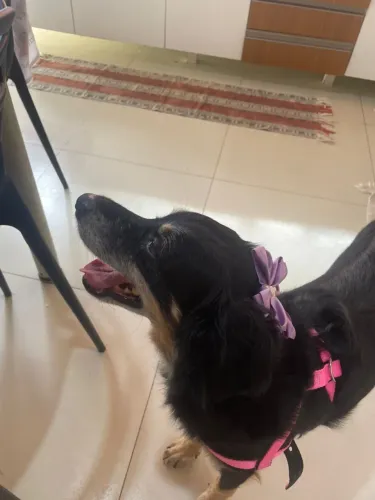 ADOÇÃO RESPONSÁVEL - MERIDA MARGARETE
