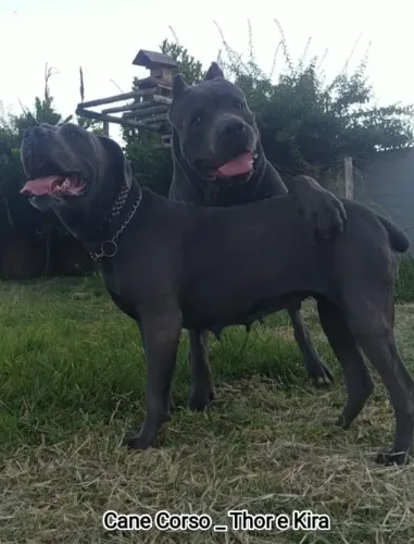 Reserve seu filhote de Cane Corso