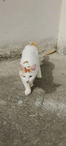 Doação de gatinha