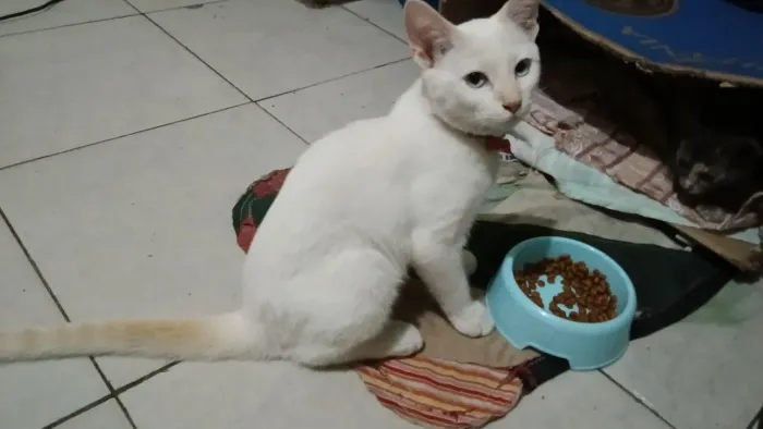 Gatinha