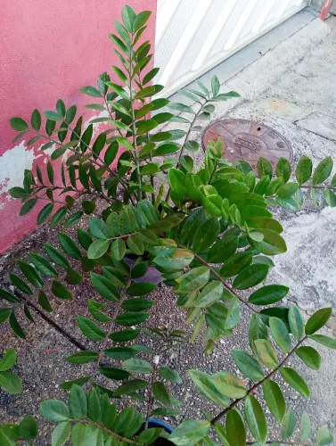 Vendo Zamiocucas Exóticas Naturais