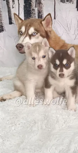 Husky siberiano fêmea