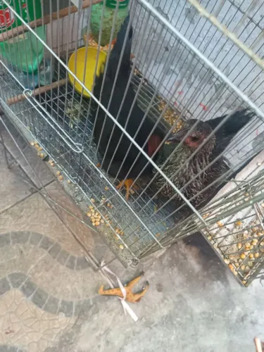 Casal de Galinhas pequenas