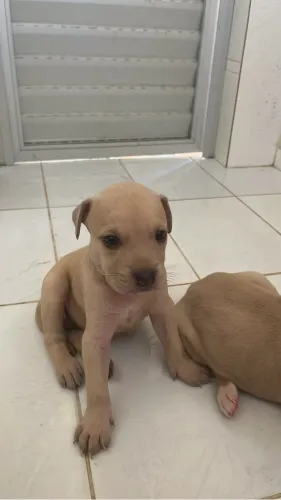 Vende filhotes de pitbull misturados 