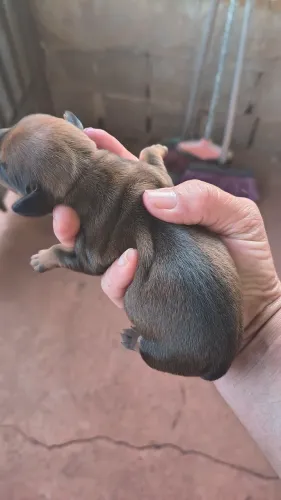 Basset