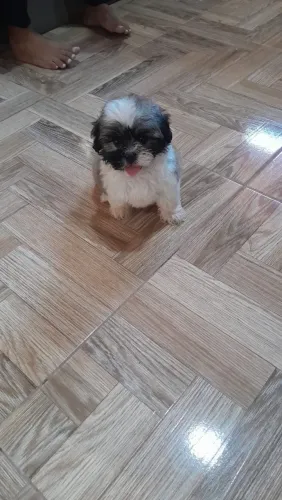 Filhote de shih tzu