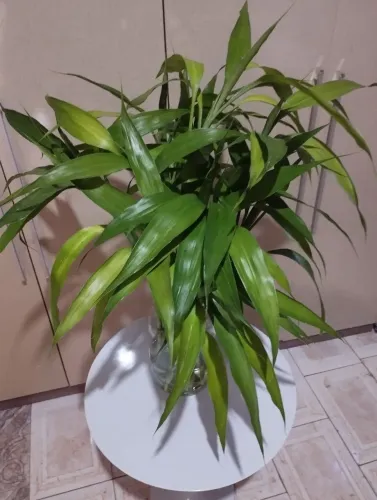 Arranjo de bambu da sorte 260,00 leia a descrição 