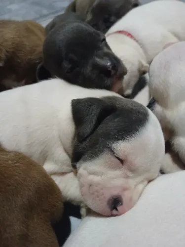 Filhotes de cachorro 