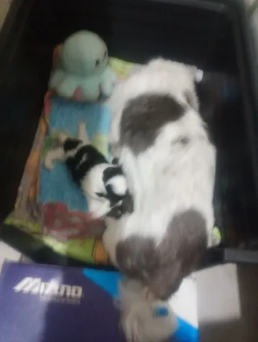 Shitzu macho 500 reais só macho