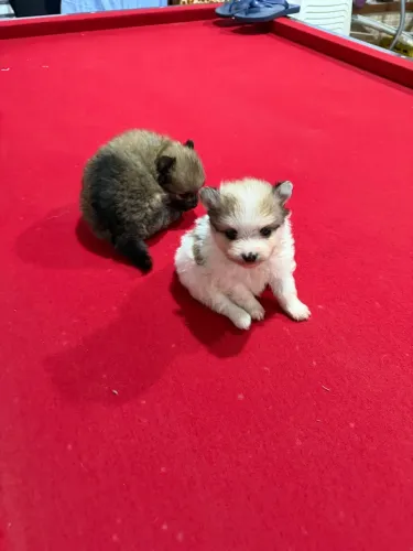 Spitz filhote