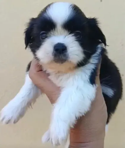Shih tzu ótimo companheiro do dia a dia