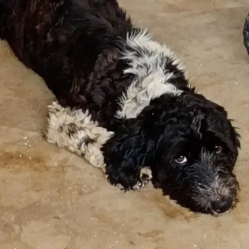Cachorro disponível para adoção responsável