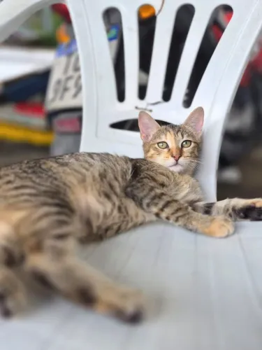 Gata 4 meses, vermifugada