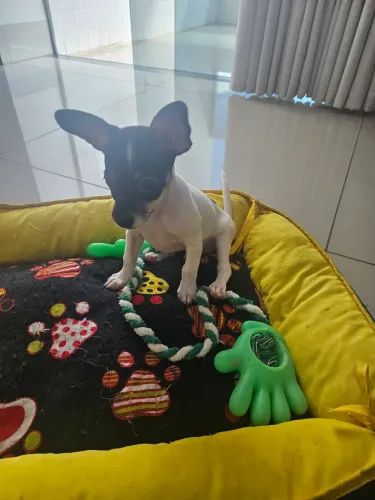 Filhote macho de pinscher + produtos/acessórios