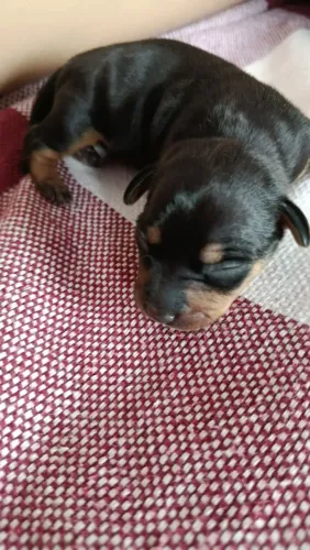 Cachorro