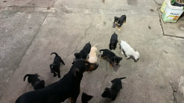 Doação filhotes vira lata 