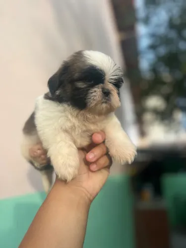 Filhote de Shih Tzu em Caruaru - o presente que seus filhos nunca vão esquecer