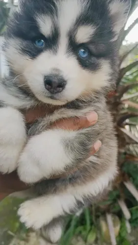     Husky Siberiano - Filhote Encantador