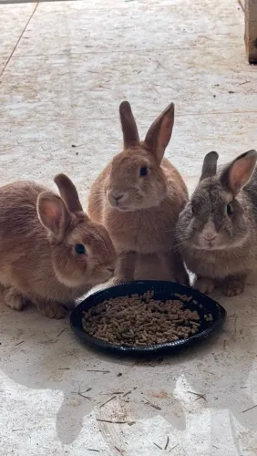 Coelhos adulto