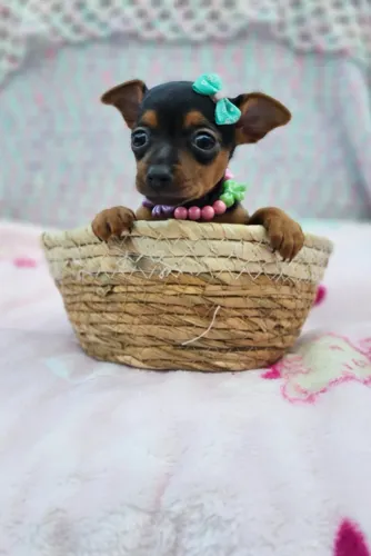 Filhote de cachorro Pinscher/Pincher dócil e saudável com pelagem densa