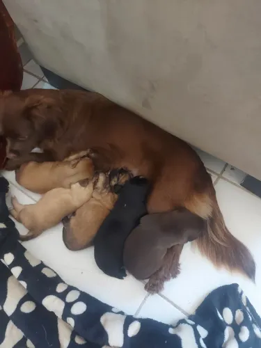 Cães para Filotes para Doação 