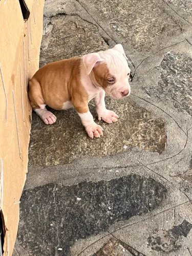 Chegou a sua oportunidade de adquirir um filhote de Pitbull de excelente qualidade!