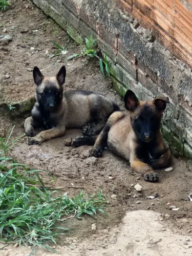 Pastor Belga Malinois