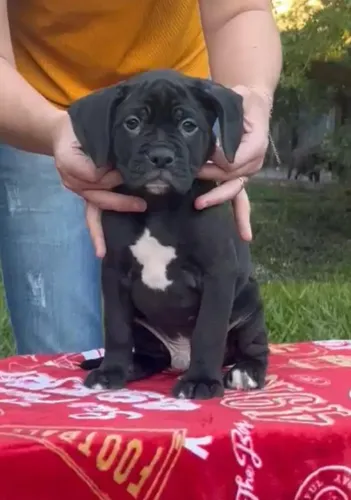 Boxer alto padrão 